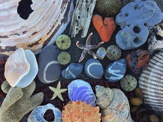 Center for Alaskan Coastal Studies